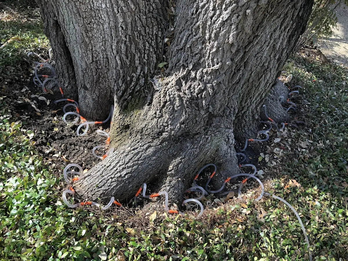 Detailed Tree Cabling and Bracing job site in Woodworth