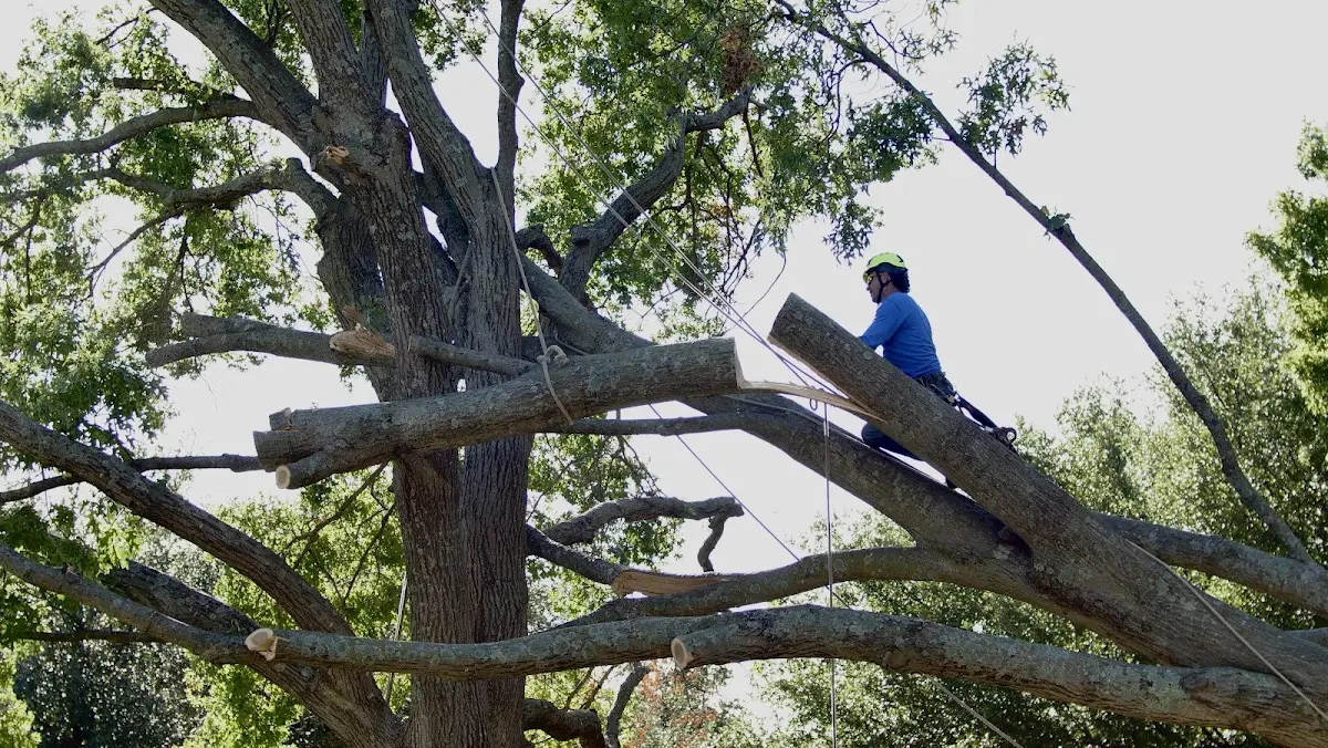Professional Crown Thinning performed by certified arborists in Woodworth